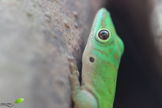 Gecko vert des Seychelles