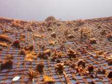 Nurserie de corail sur filet