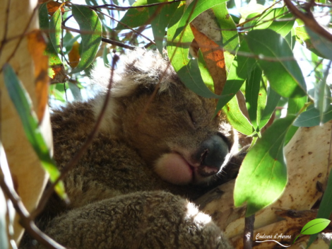 Koala en pleine sieste 