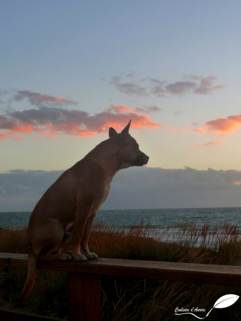 Un chien nous tiens compagnie pour admirer le coucher de soleil 